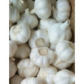 Golden Supplier of Pure White Garlic in 10kg Carton